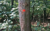 Označené stromy v oboře