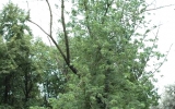 Acer saccharinum - infekce báze kmene, hrozí rozlomení
