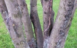 Fraxinus excelsior - nevhodná struktura větvení, poškození větví
