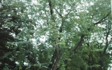 Acer saccharinum. Stabilita a zdravotní stav výrazně zhoršený, nakloněný strom (nad chodník) s infekcí kmene a kořenů dřevomorem kořenovým.