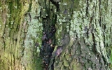 Acer saccharinum. Stabilita a zdravotní stav výrazně zhoršený, nakloněný strom (nad chodník) s infekcí kmene a kořenů dřevomorem kořenovým.