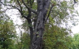 Aesculus hippocastanum. Zdravotní stav výrazně zhoršený, defektní větvení, poškozená báze kmene, infekce přechází do oblasti kořenového systému, extrémně zhoršené stanovištní poměry, redukovaná koruna, dynamicky prosychá. Nakloněný kmen, strom se nachází v zóně frekventovaných cest.