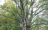 Tilia tomentosa. Rozpadlý (havarijní) strom, prasklá tlaková vidlice, hrozí rozlomení.