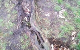 poškozené stromy na Vítkově