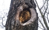 poškozené stromy na Vítkově