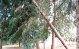 padlé Stromy ve Stromovce