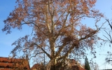 Ošetřili jsme památný strom platan javorolistý