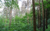 fotografie soukromého lesa napadeného kůrovcem