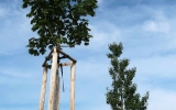 Centrální park na Chodově, nové stromy