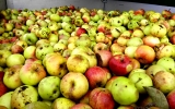 sběr jablek od ZŠ Mníšek pod Brdy