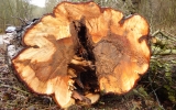 Pokácené stromy jsou plné dutin a jejich dřevo rozežírá houbová nákaza