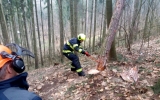 nácvik těžby stromů