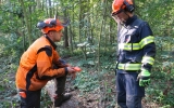 Hasiči se cvičili v kácení na kůrovcových stromech v pražských lesích