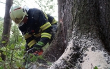 Hasiči se cvičili v kácení na kůrovcových stromech v pražských lesích