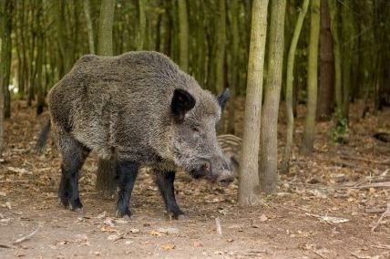 divocak