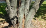 Hniloba poškodila strom a narušila jeho stabilitu