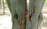 Hniloba poškodila strom a narušila jeho stabilitu