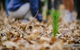 Na podzim naši lesníci plánují vysadit přes 70 tisíc sazenic.