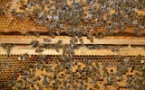 včely na plástvích