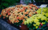 varianty chryzantém máme i jednobarevné - pro klasiky