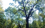 památný dub v Satalické oboře
