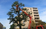 ořezáváme koruny stromů v Sokolovské ulici