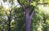 památný dub na hrázi Počernického rybníka