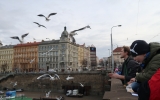 Pozorování ptactva na Vltavě
