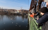 Pozorování ptactva na Vltavě z železničního mostu