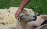 strihani ovci