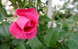 rozkvetlý Růžový sad na Petříně