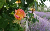 rozkvetlý Růžový sad na Petříně