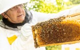 Zjistíte, jaké činnosti dělá včelař během roku.