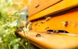 Dozvíte se, jaké role zastávají jednotlivé včely ve společenství.