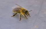 Oslavte s námi den včel a včelařů v ekocentru.