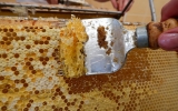 v medárně stáčíme med z pražských lesů