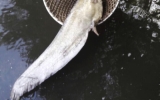 Úhyn ryb v Čimickém rybníce