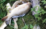 Úhyn ryb v Čimickém rybníce