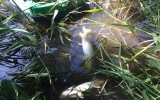 Sběr uhynulých ryb na Čimickém rybníce