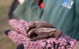 Zachránění netopýři zamíří na svobodu do Stromovky