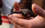 Zachránění netopýři zamíří na svobodu do Stromovky