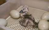 První labutí mládě vylíhlé ze zachráněných vajíček ze Stromovky