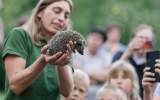 Vypouštění dorostlých ježků zpět do přírody