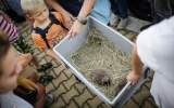 Vypouštění dorostlých ježků zpět do přírody