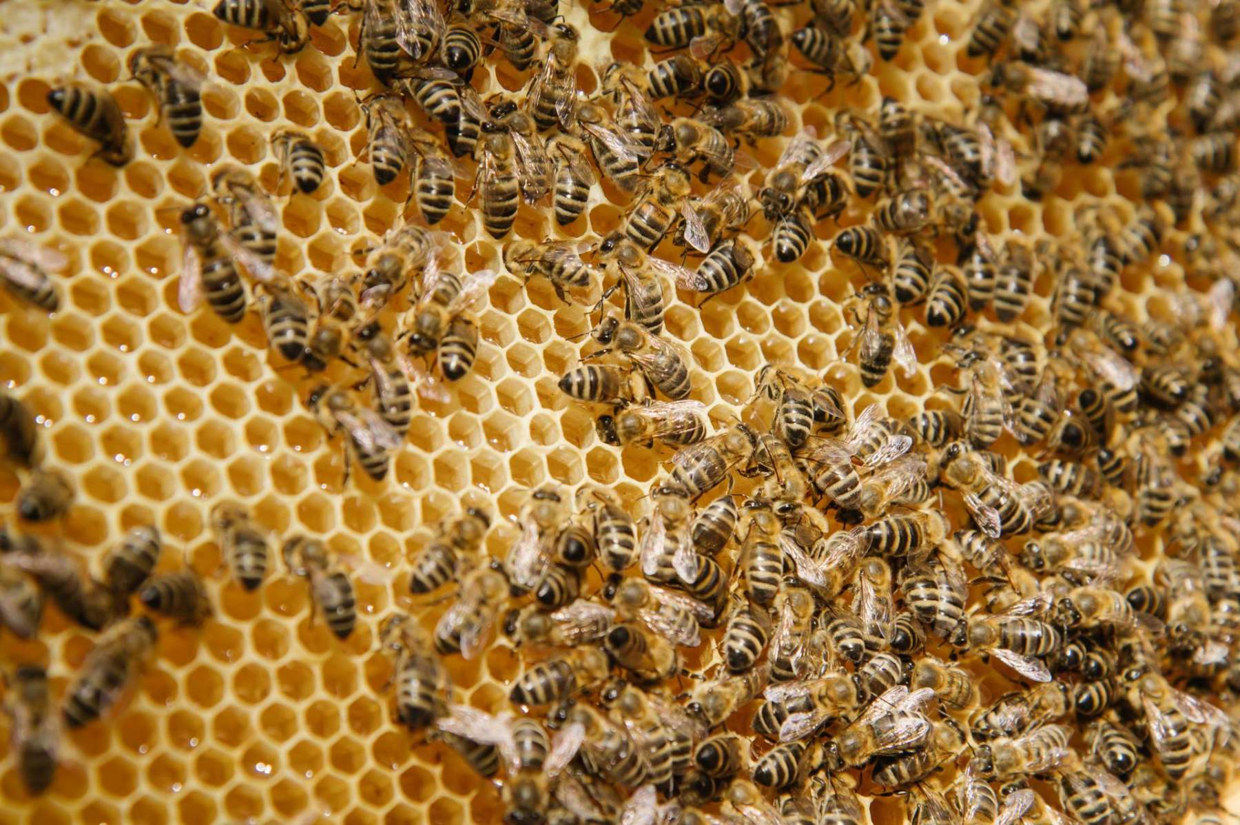 Kontrola včel
