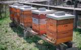 Komunitní včelnice v ekocentru Prales