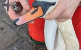 Labuť s háčkem: Vlasec znemožňoval labuti otevřít zobák.