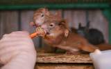 Veverčí mládě je schopné přijímat pevnou potravu až ve věku 8 týdnů
