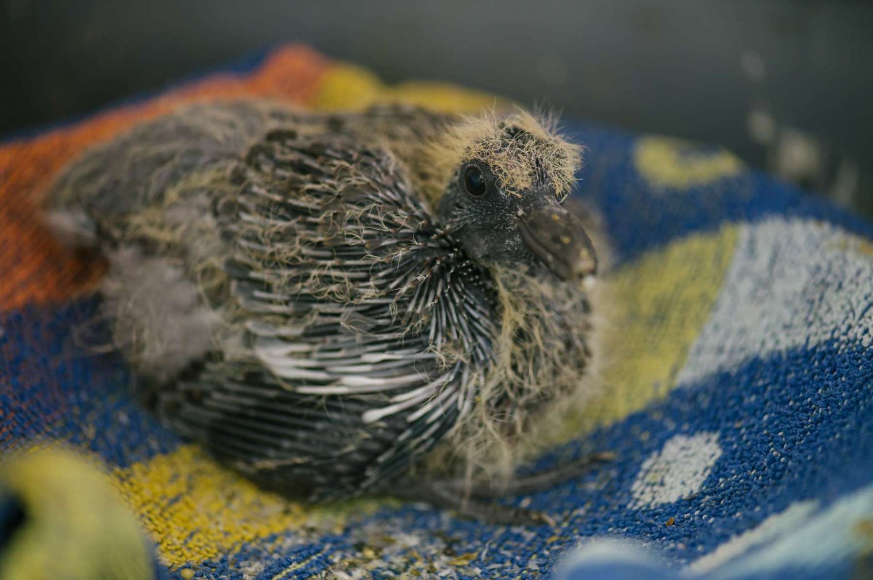 Malé mládě holuba hřivnáče