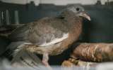 Odrostlé mládě holuba hřivnáče